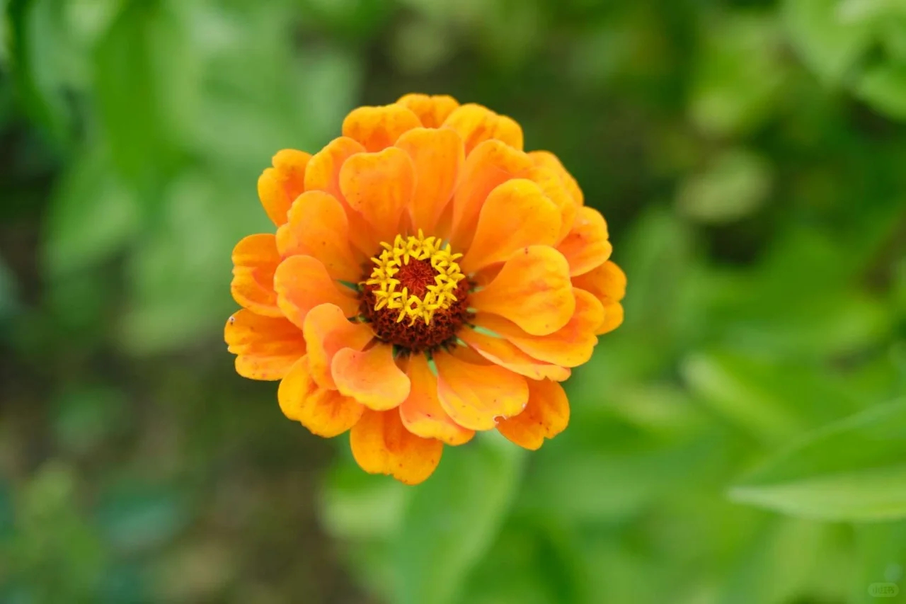 Zinnias