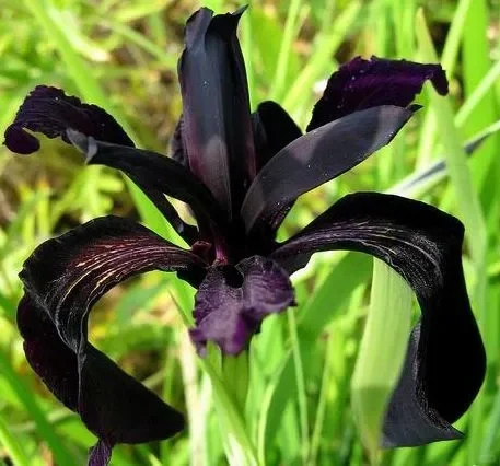Siberian iris Roots -Black Flowered 