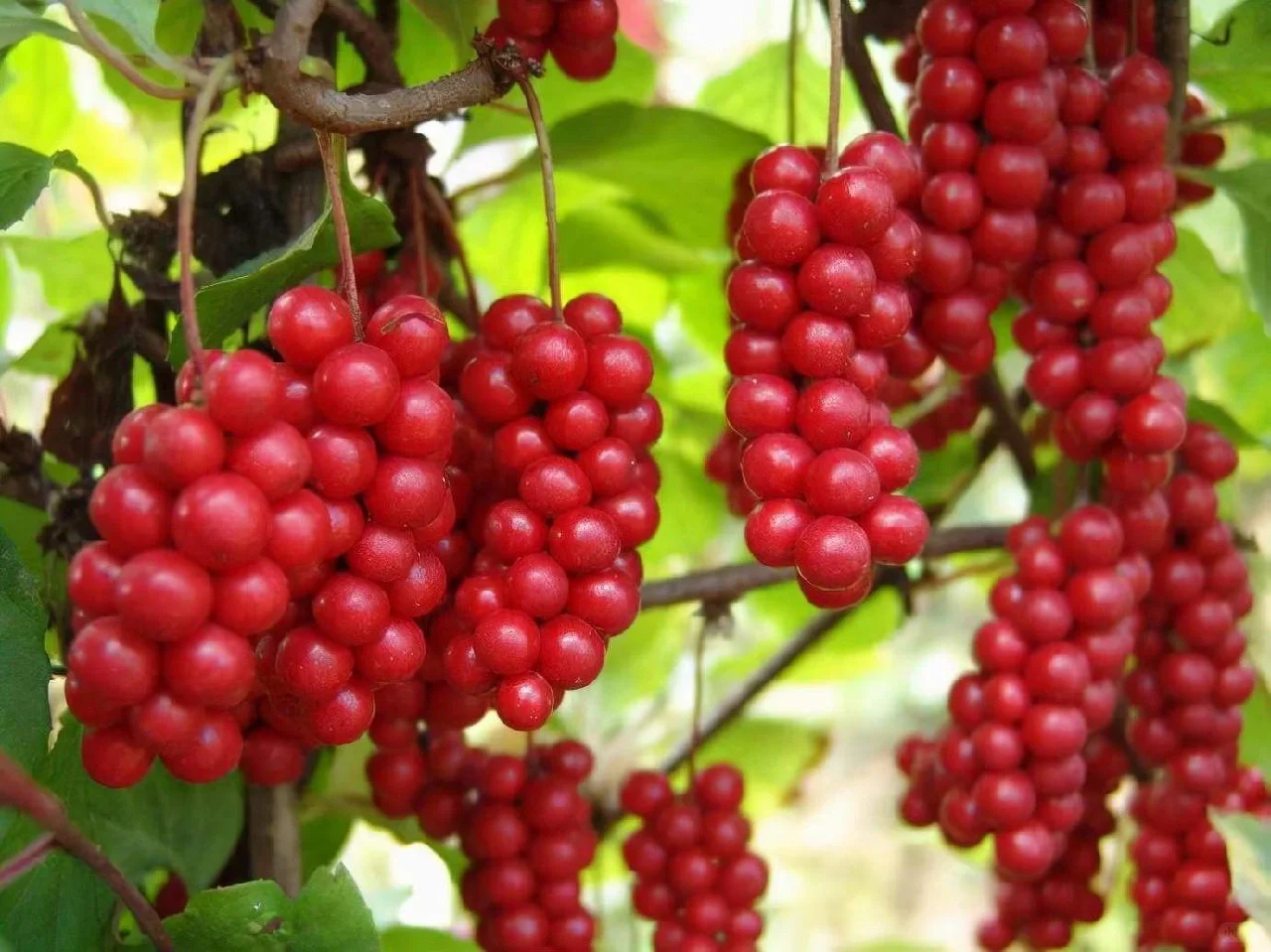 berry Seeds