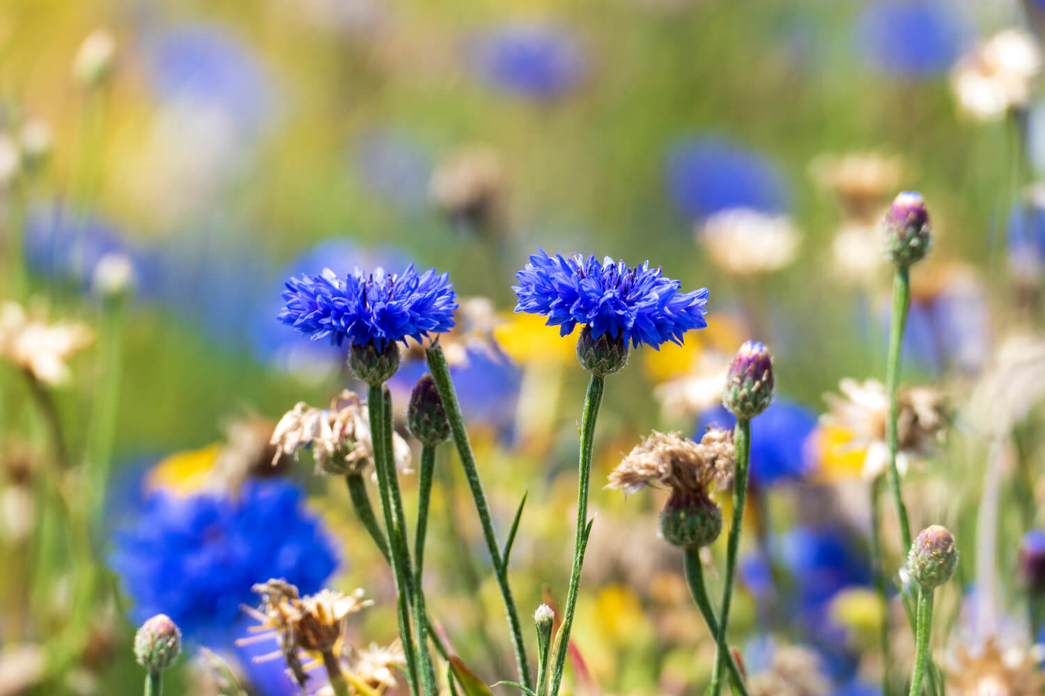 Cornflower: sowing, location & uses - Plantura