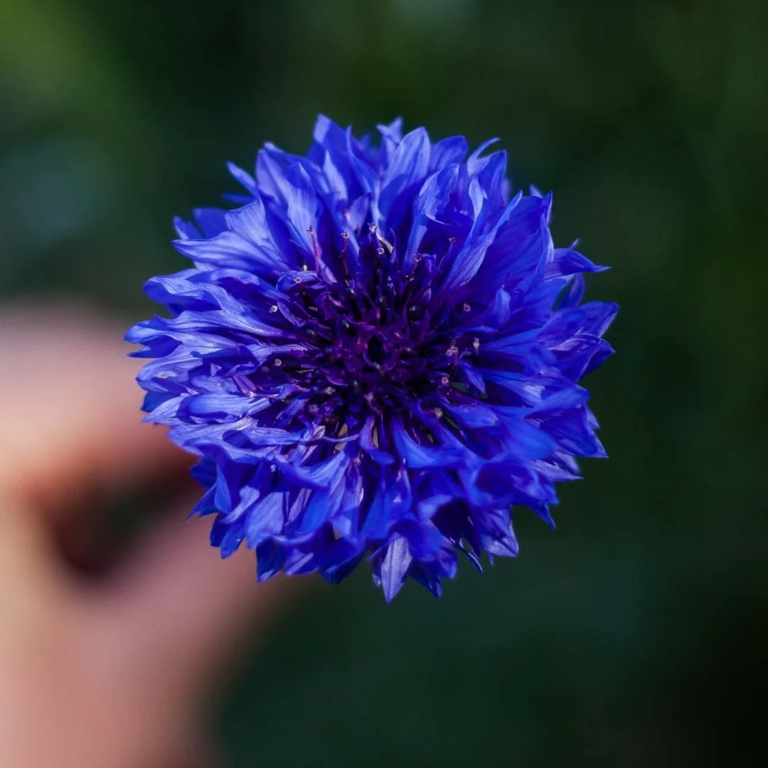 🔥50% Off💙✨Blue Cornflower Seeds