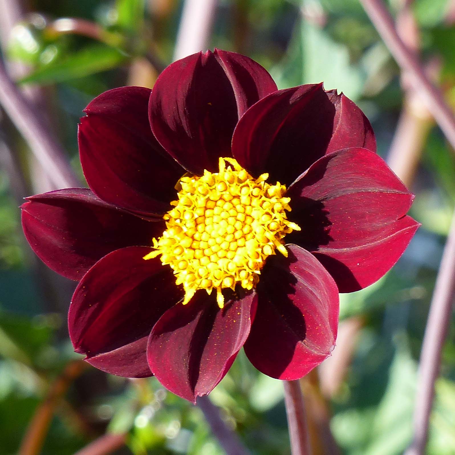 Mexican Star Dahlia