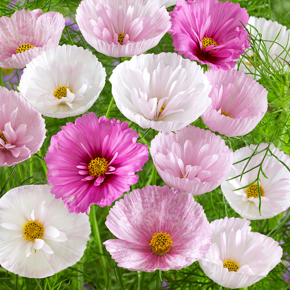 Cosmos Bipinnatus Cupcakes Seed Mix For Planting - Blush Cut Flower Seed Mix