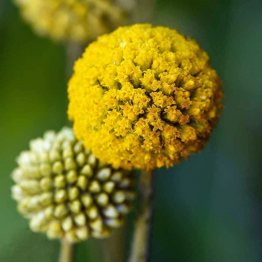 Craspedia flower - 50 Seeds - Non GMO