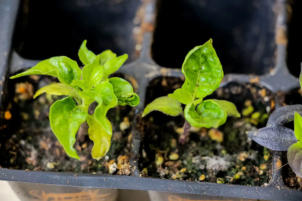 辣椒植物过度浇水或缺钙