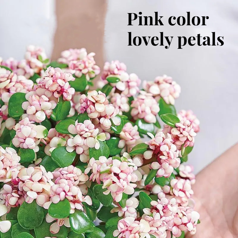 Golden branches, jade leaves seeds, succulent plants, rare varieties, large succulent flower seeds