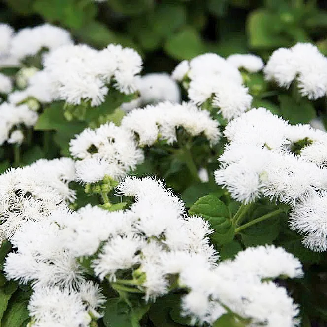 🎈New Arrival✨Ageratum Seeds