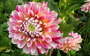 Dahlia ‘Hawaii’