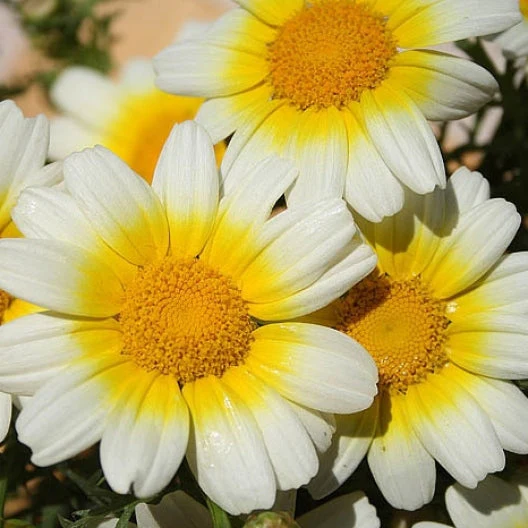 🌞Spring Limited💛💛Exclusive Yellow Wildflower Seed Mix