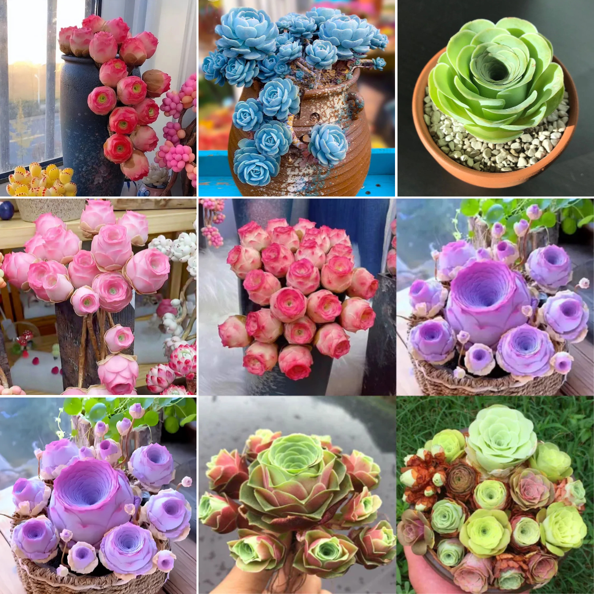 🌿 Mountain Succulent Rose Seeds – Rare Beauty for Your Garden! 🌿