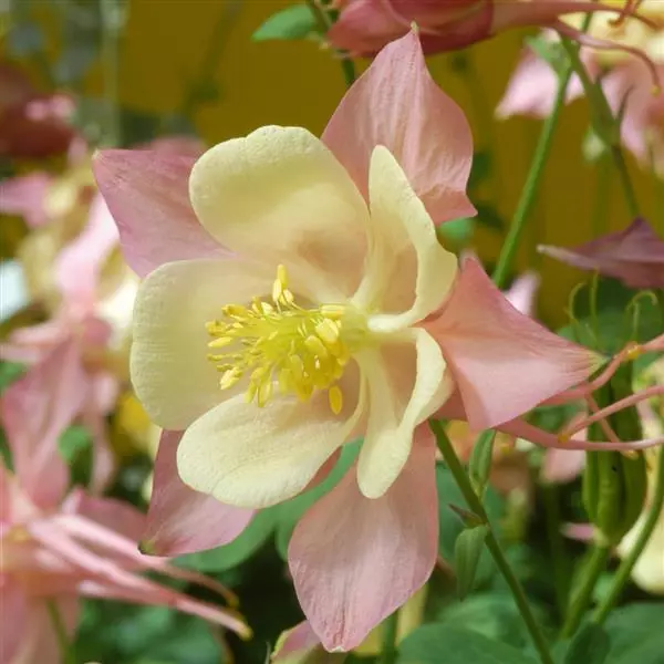 🐈‍⬛Cat's Paw Flower Seeds Columbine Seeds