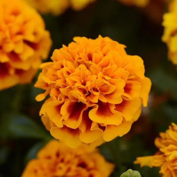 🌞Spring Limited🧡🧡Orange Flower Seed Mix