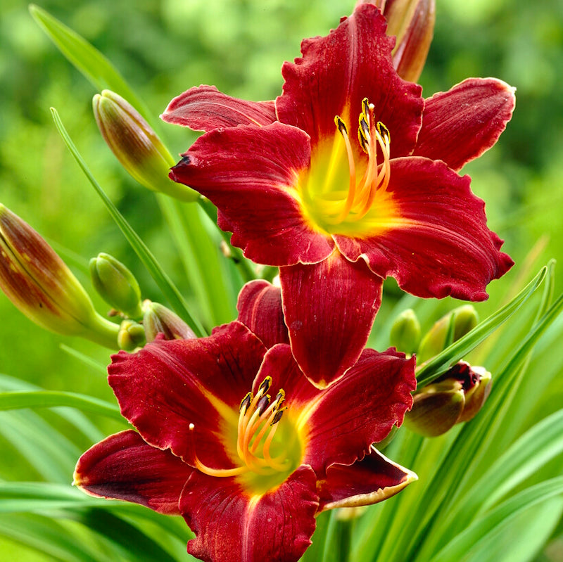 Daylily Root, Dominic | McKenzie Seeds