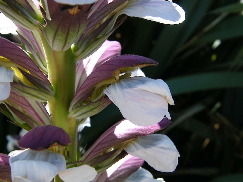 💥50% OFF 🌿Bears Breeches (Acanthus spinosus) Seeds