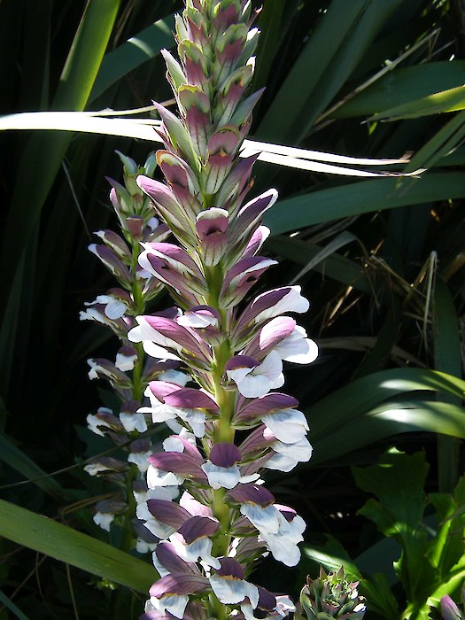 💥50% OFF 🌿Bears Breeches (Acanthus spinosus) Seeds
