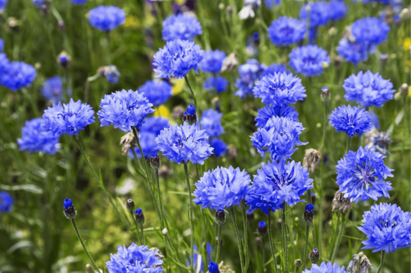 Dwarf Blue | Cornflower Seed - ActiveVista for Market-Farm & Garden