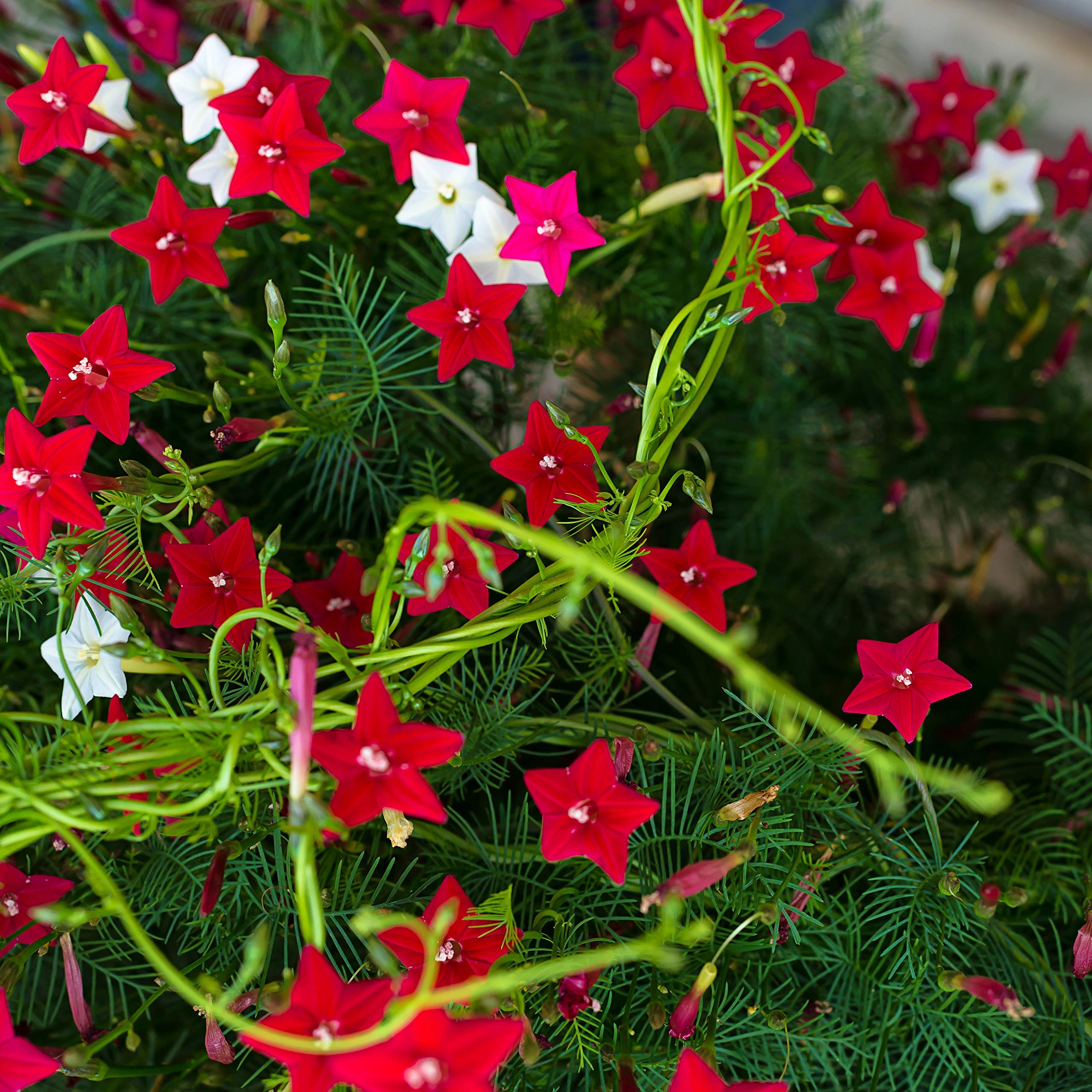 Cypress Vine Mix Pack Of 20 Seeds Desi, 42% OFF
