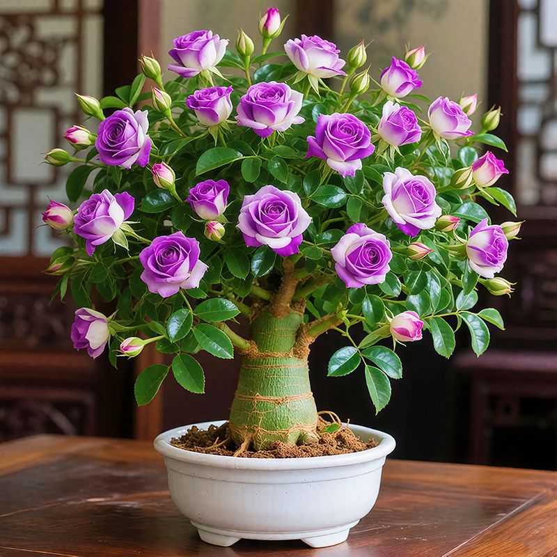 ✨Mixed Color Desert Rose