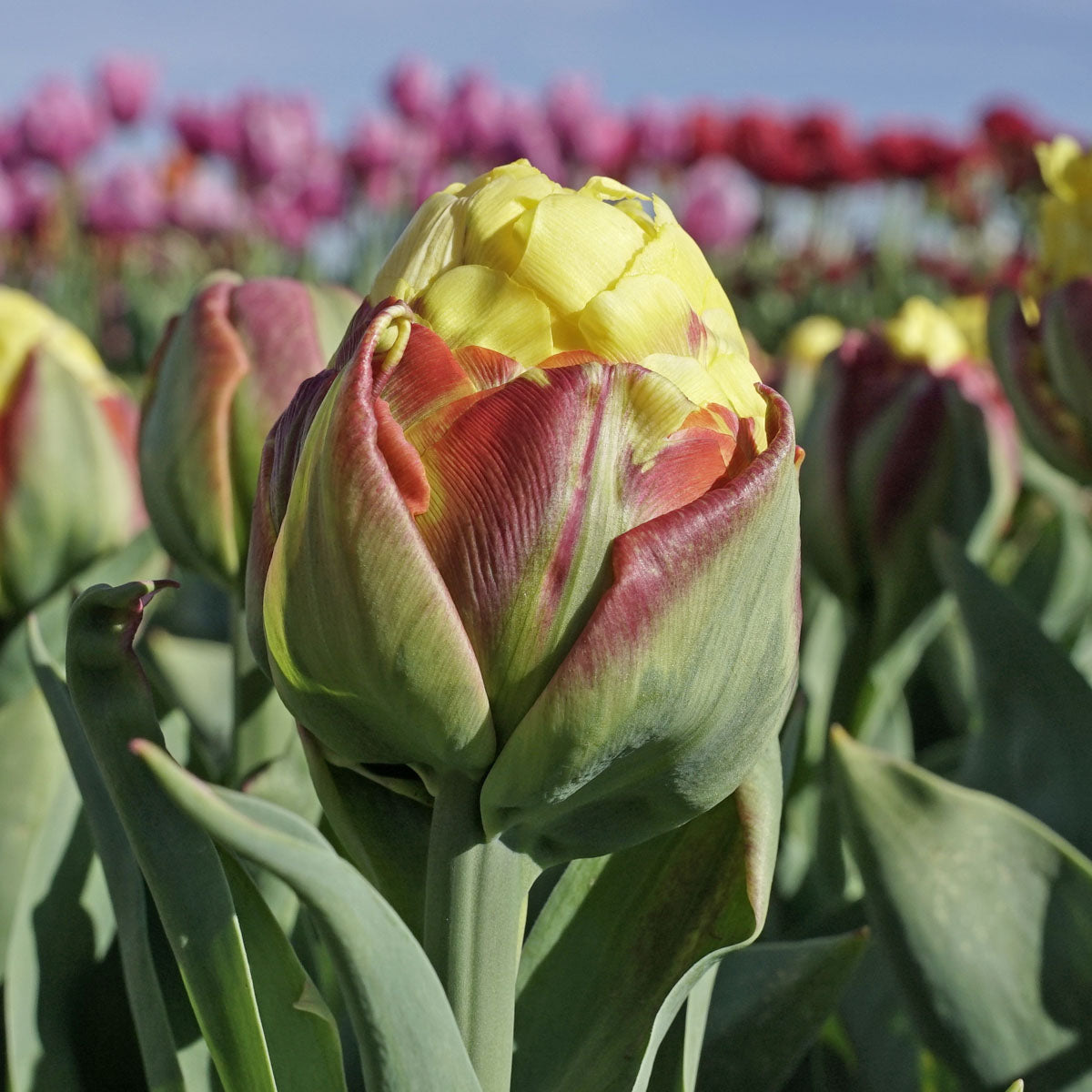 Ice Cream Banana Tulip Seeds
