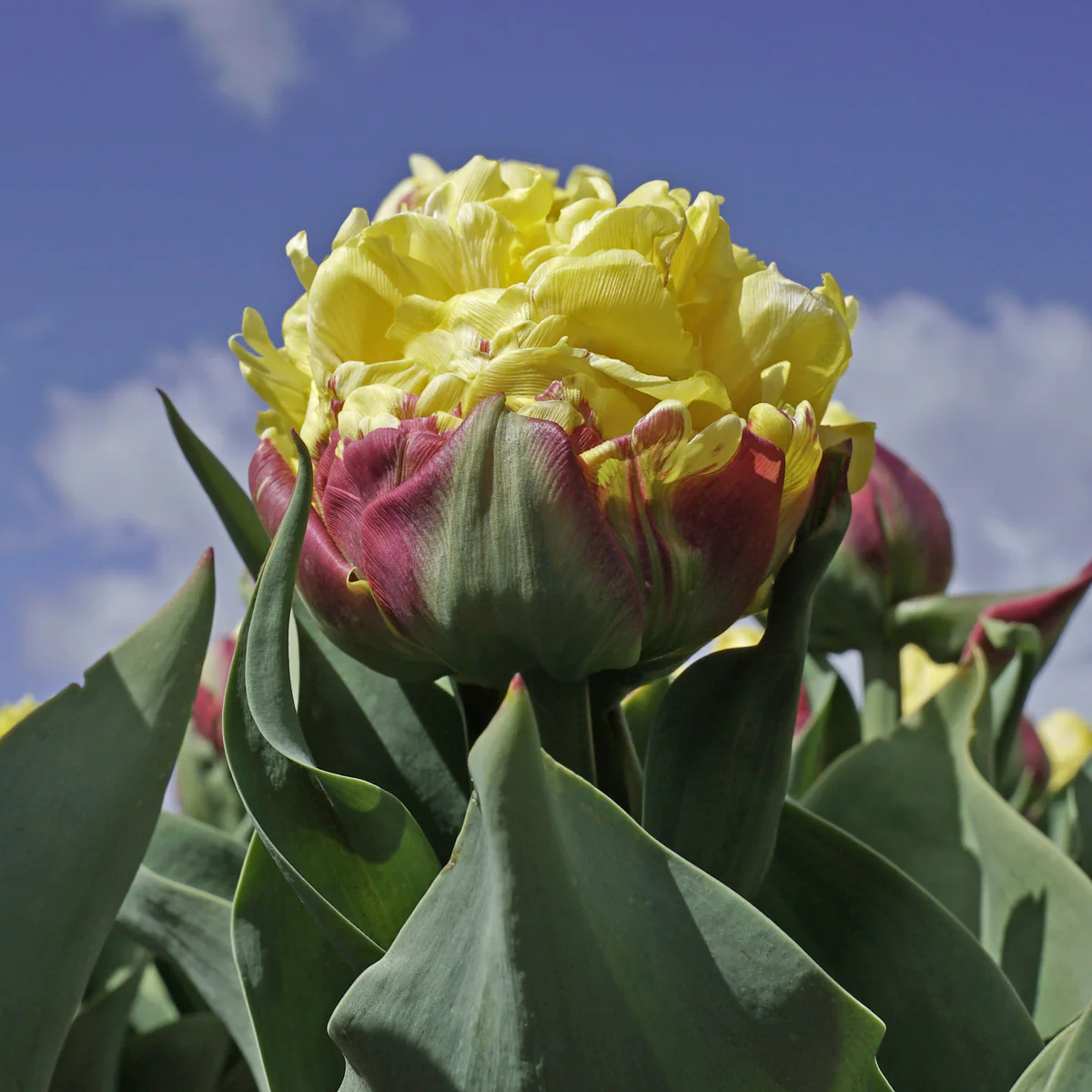 Ice Cream Banana Tulip Seeds