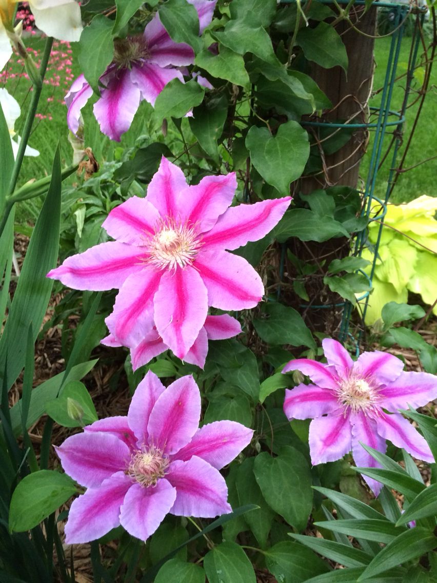Clematis Dr. Ruppel Seeds 50/100/200PCS
