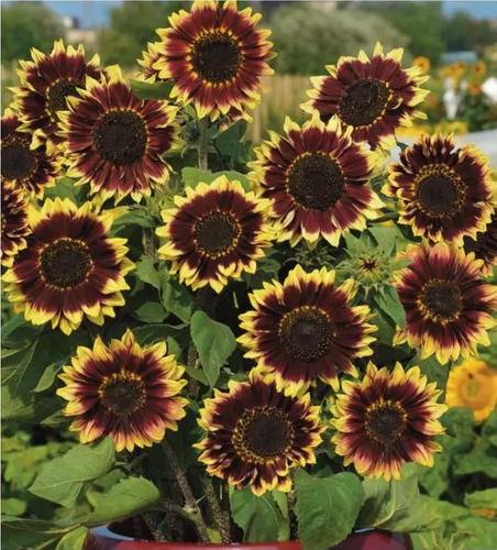 Decorative Sunflower FLOREN Brown 1g - Polish Flowers" - a unique and  concise meta title for the product Helianthus annuus.