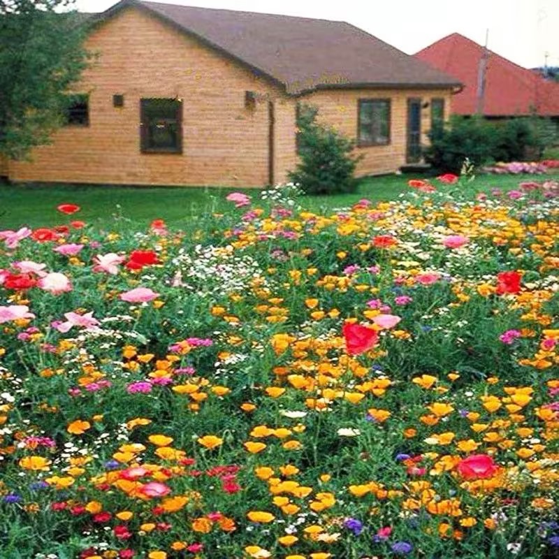 Mixed Colorful Wildflower Seeds☀