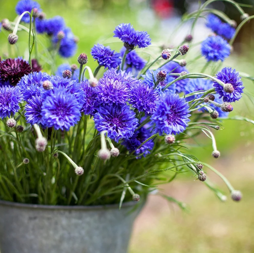 🔥50% Off💙✨Blue Cornflower Seeds