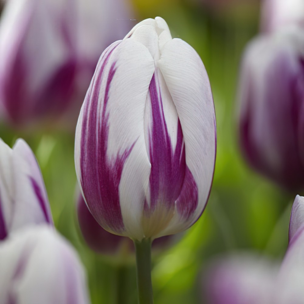 Flaming Flag Triumph Tulip Seeds