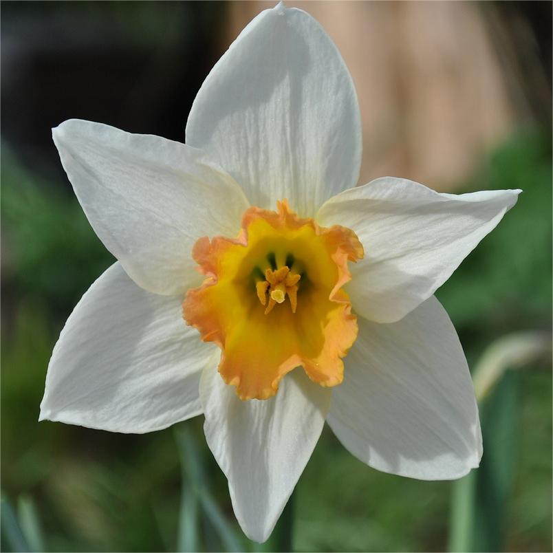 Narcissus