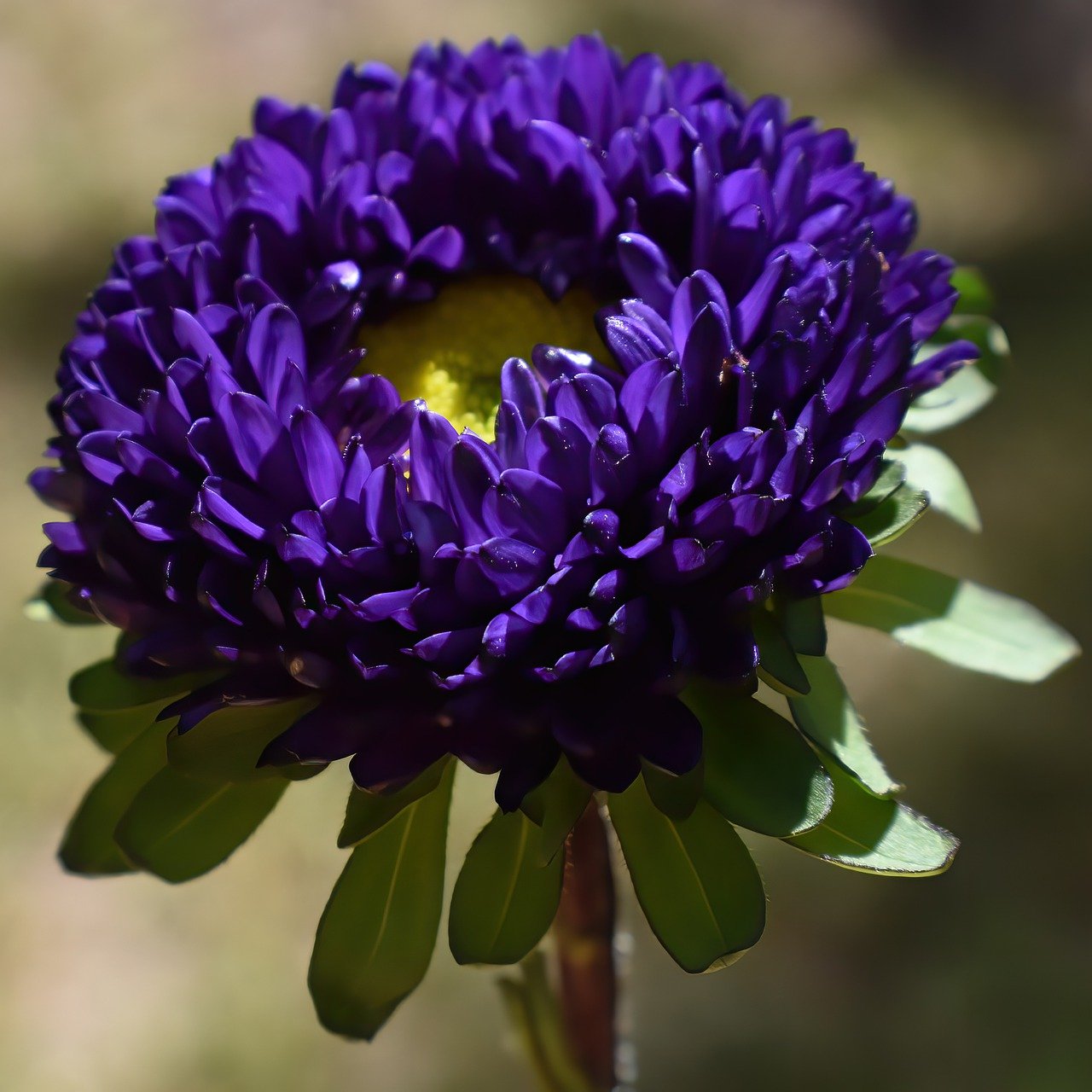 King Size Mid-Blue