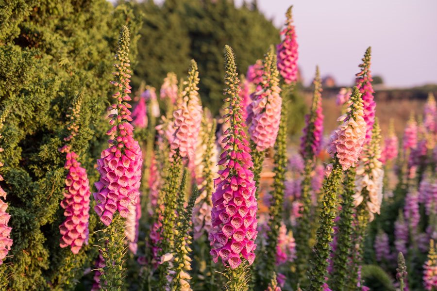 Growing Foxglove - Planting & Caring for Digitalis Flowers | Garden Design