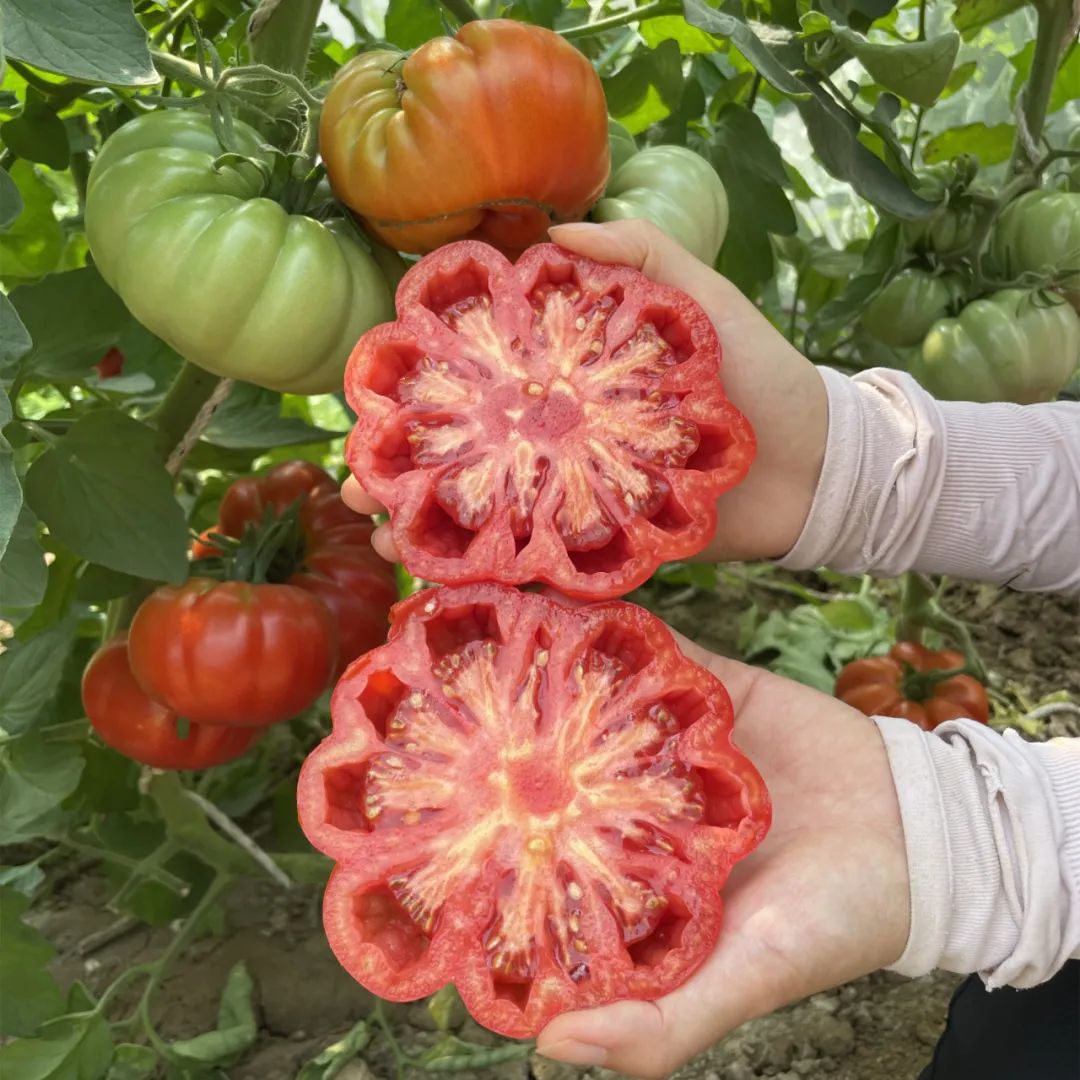🤩🍅Classic Beefsteak Tomato Seeds