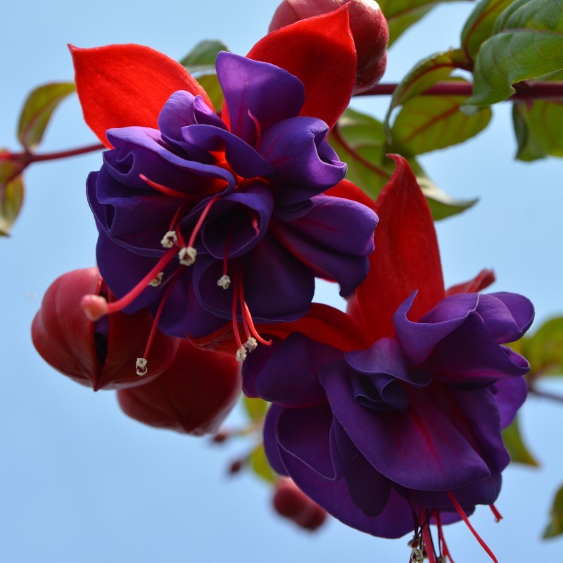 ✨2024 New❤️💜Fuchsia Trailing Dark Eyes Seeds