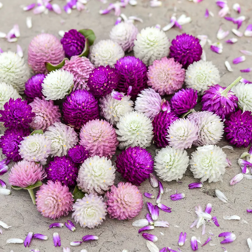 Globosa Mixed Gomphrena Seeds | Baker Creek Seeds