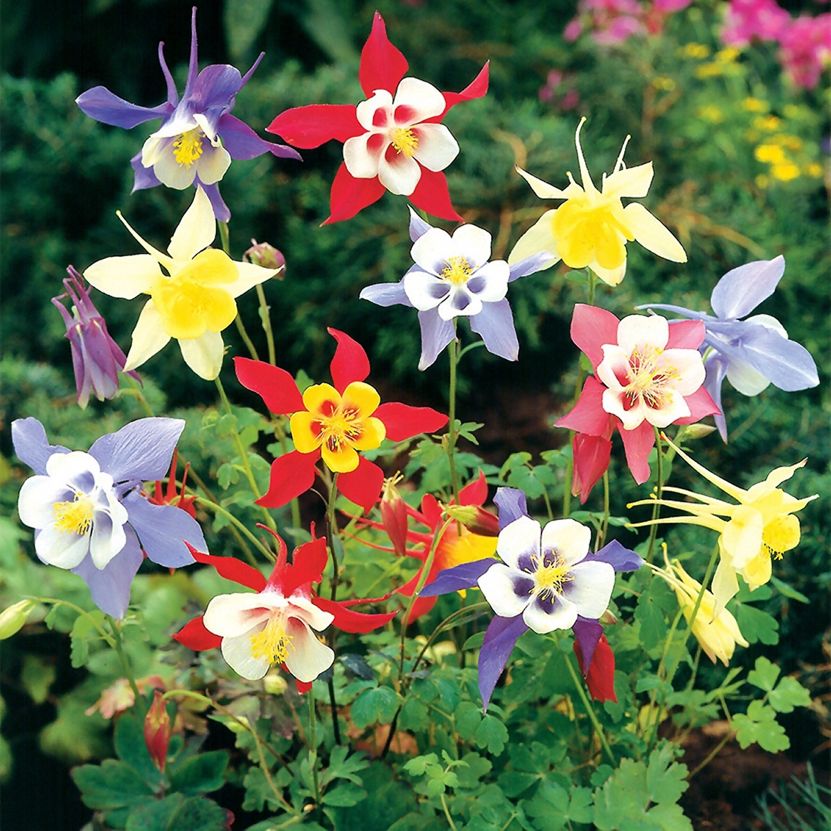 Columbine, Mixed Colors Seeds - St. John's Botanicals