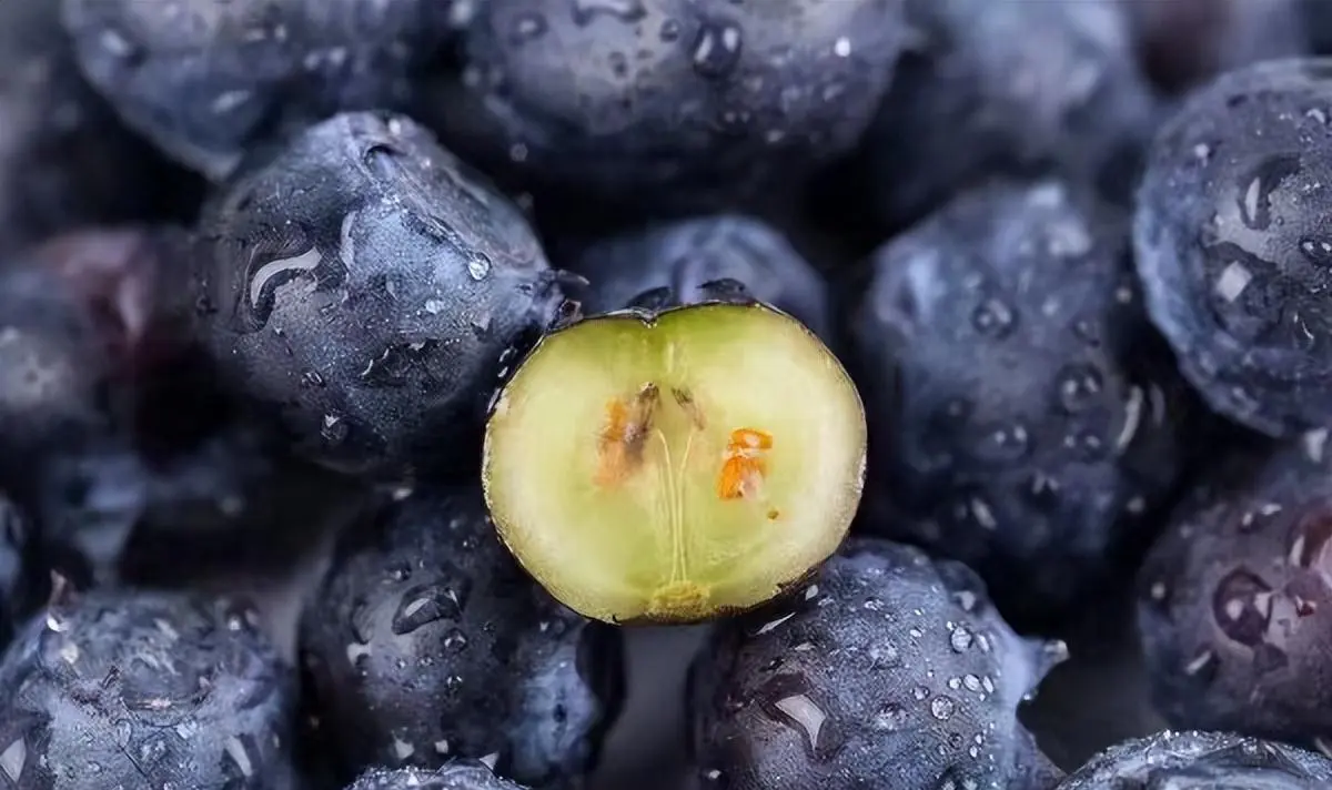 营养价值很高的蓝莓，在庭院和阳台养，打理还轻松