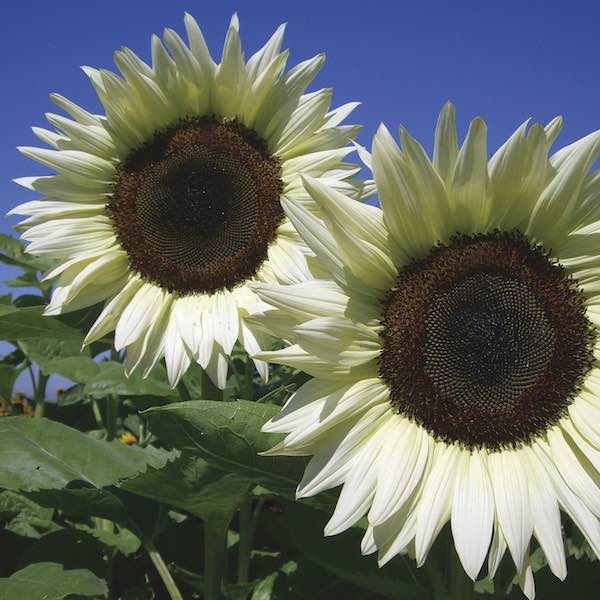 🥥🌻Coconut Ice Sunflower Seeds