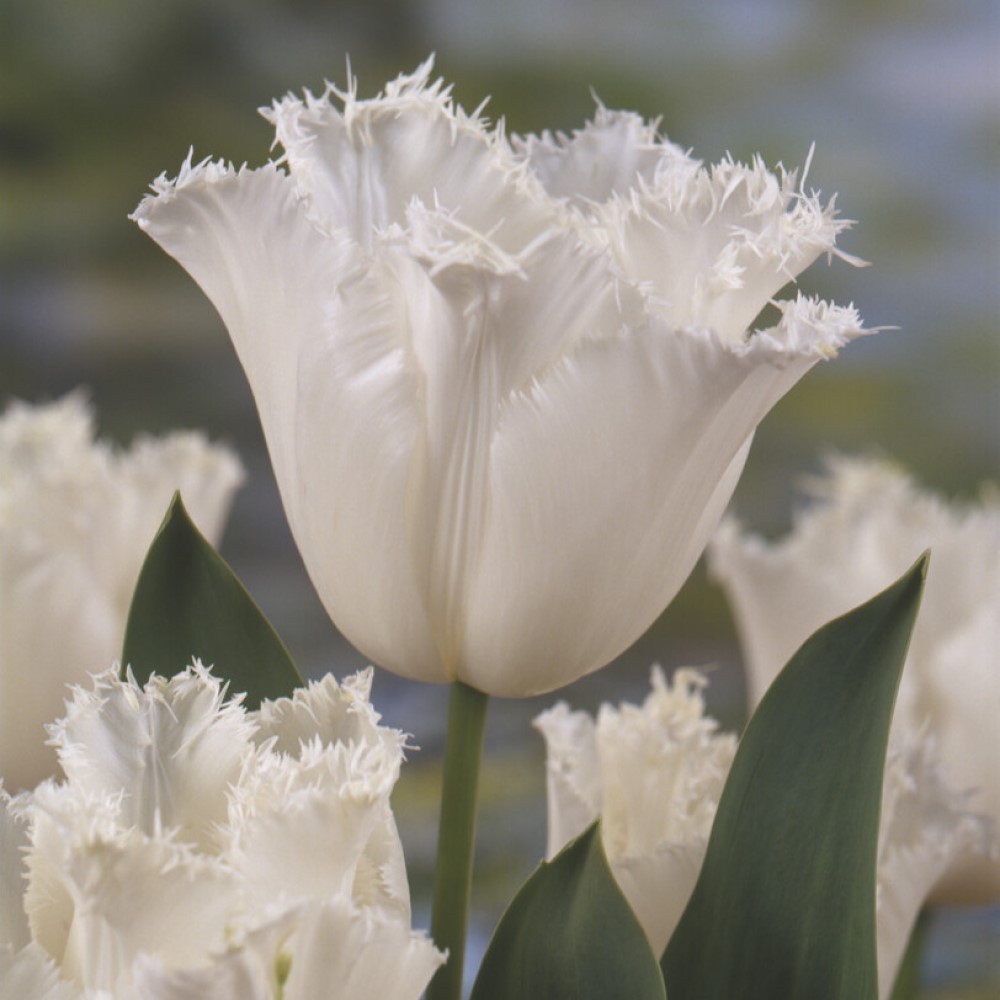 White Fringed Tulip Seeds