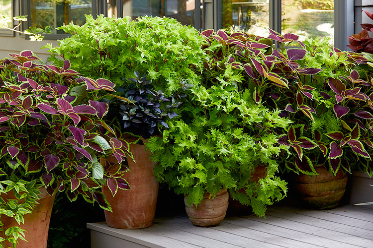 How to Grow Coleus | Garden Gate