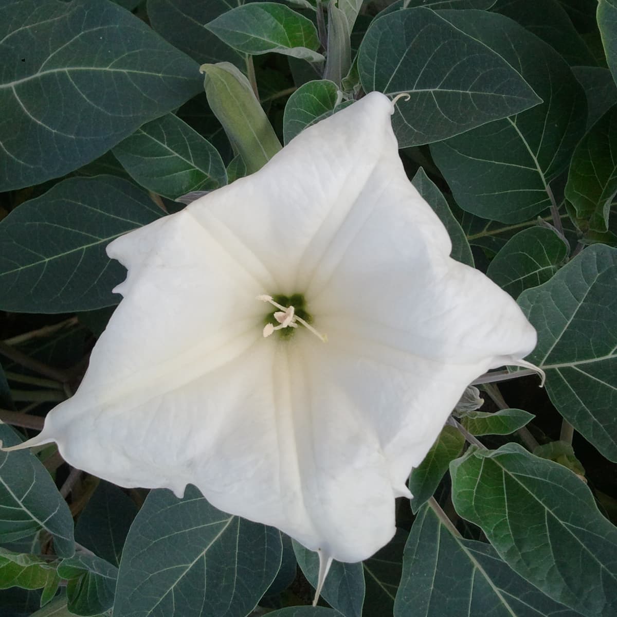 White Datura Seeds