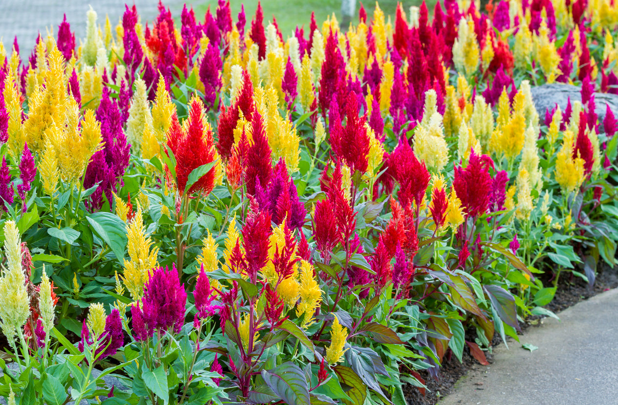 CELOSIA 'Pampas Plumes Mix' / Cockscomb seeds &ndash; Boondie Seeds