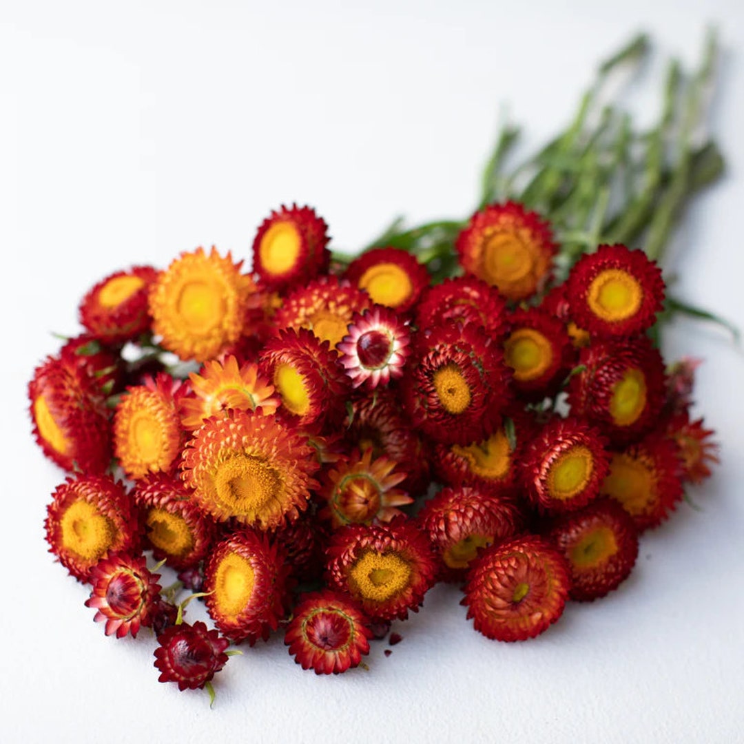 EVERLASTING STRAWFLOWER VINTAGE WHITE