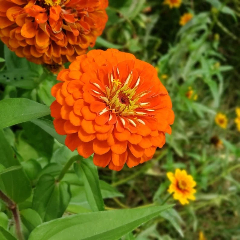 🌞Spring Limited🧡🧡Orange Flower Seed Mix