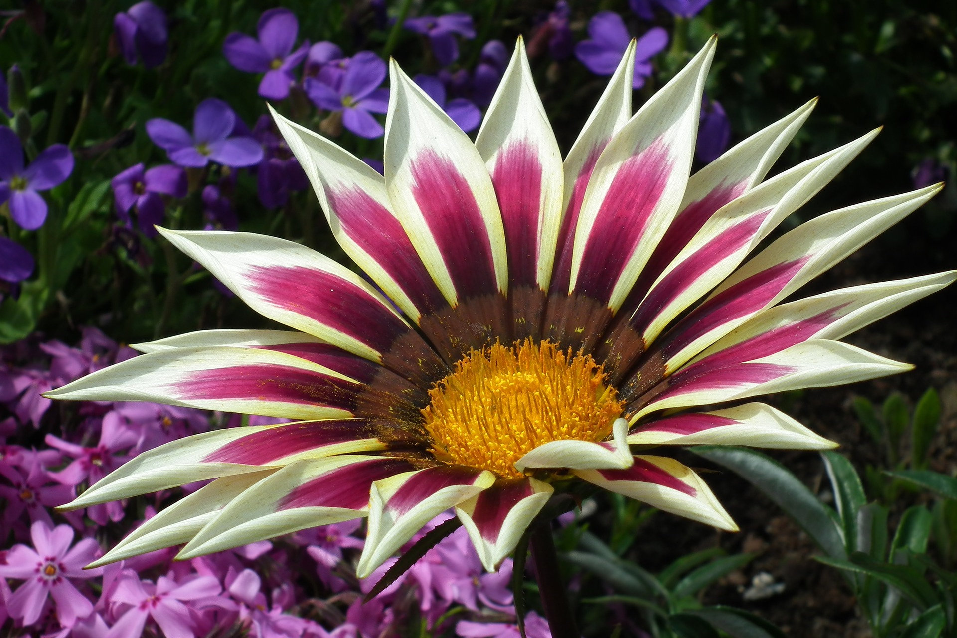 Sunshine Chrysanthemum Seeds