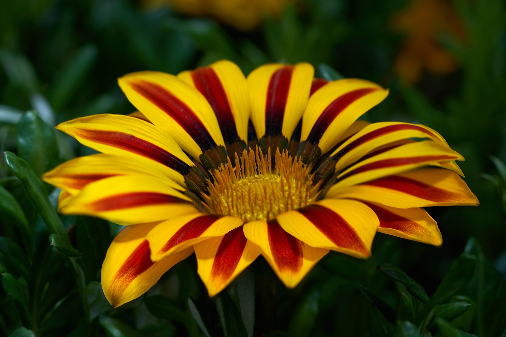 Sunshine Chrysanthemum Seeds