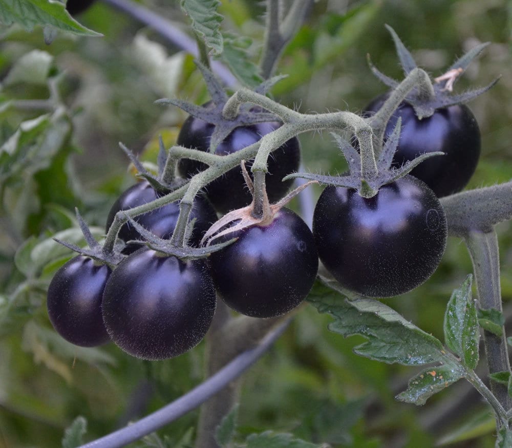Black Cherry Tomatoes 50 Seeds Sweet Juicy Rare Organic Odd Vegetable Fruit  Heirloom - Etsy Canada