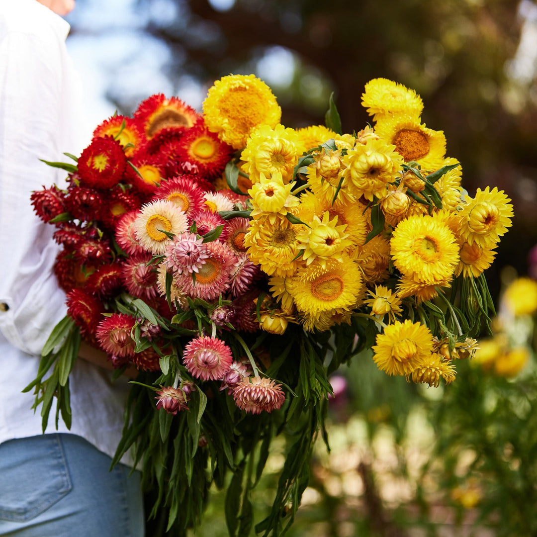 EVERLASTING STRAWFLOWER VINTAGE WHITE