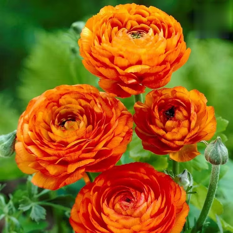 🌸 Grow Bouquet-Quality Flowers at Home with Ranunculus Bulbs 💐