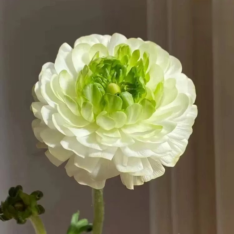 🌸 Grow Bouquet-Quality Flowers at Home with Ranunculus Bulbs 💐